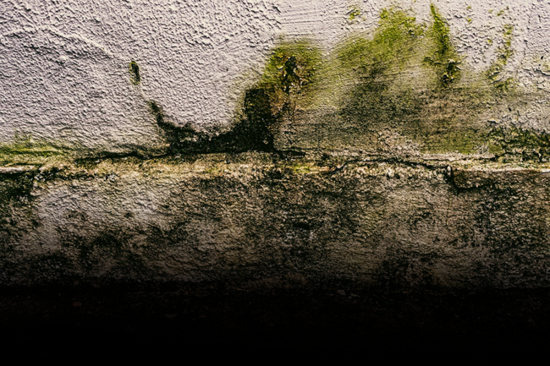 The Hidden Danger of Mould in Homes - and Why It Shouldn’t Be Ignored -1